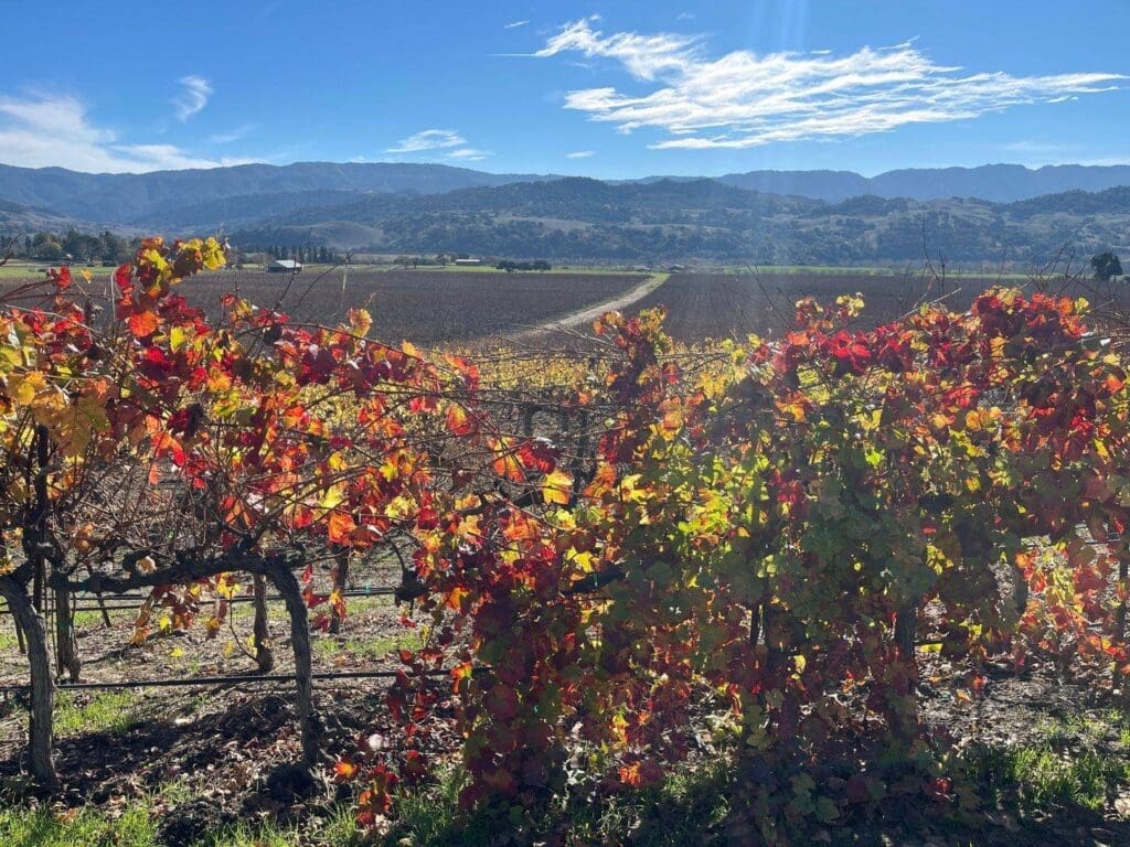 A vineyard with red and yellow leaves on the vine.