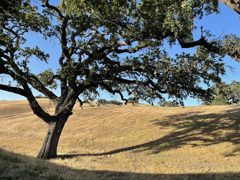 A tree in the middle of a field with no leaves.