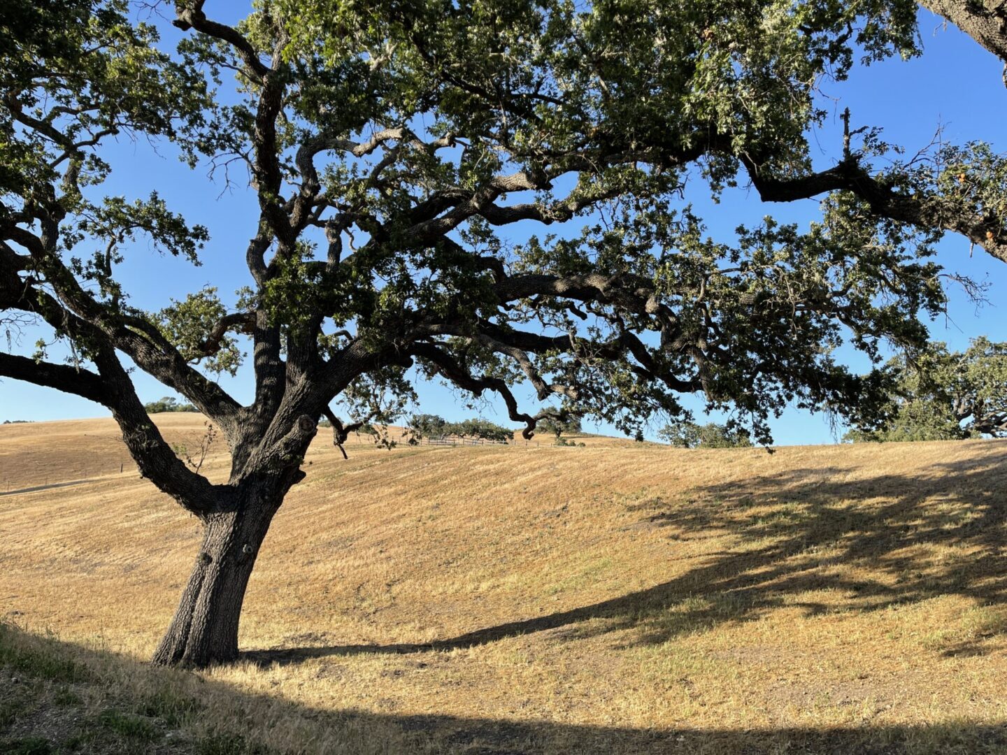 Our real estate company draws inspiration from the California Black Oak, the reigning monarch of the West Coast. Towering up to 110 feet with a remarkable lifespan exceeding 500 years, this majestic tree captivates the landscape. A favorite among birds, bears, deer, and various wildlife, the black oak's acorns are a coveted food source.