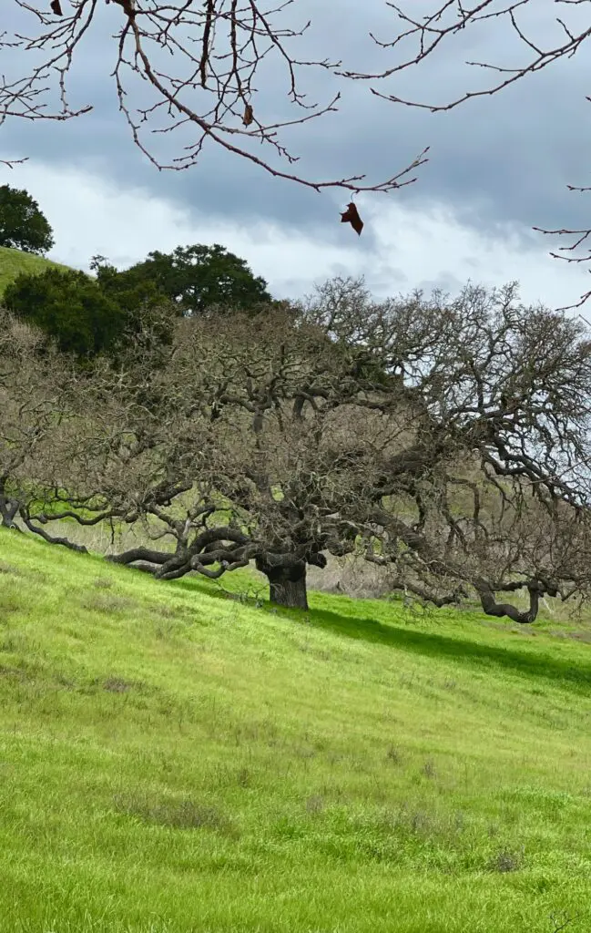 A tree on the side of a hill with grass and trees